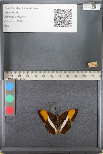 Media type: image;   Entomology 141074